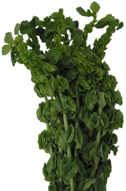 Bells Of Ireland 10bu./bx Green 90cm