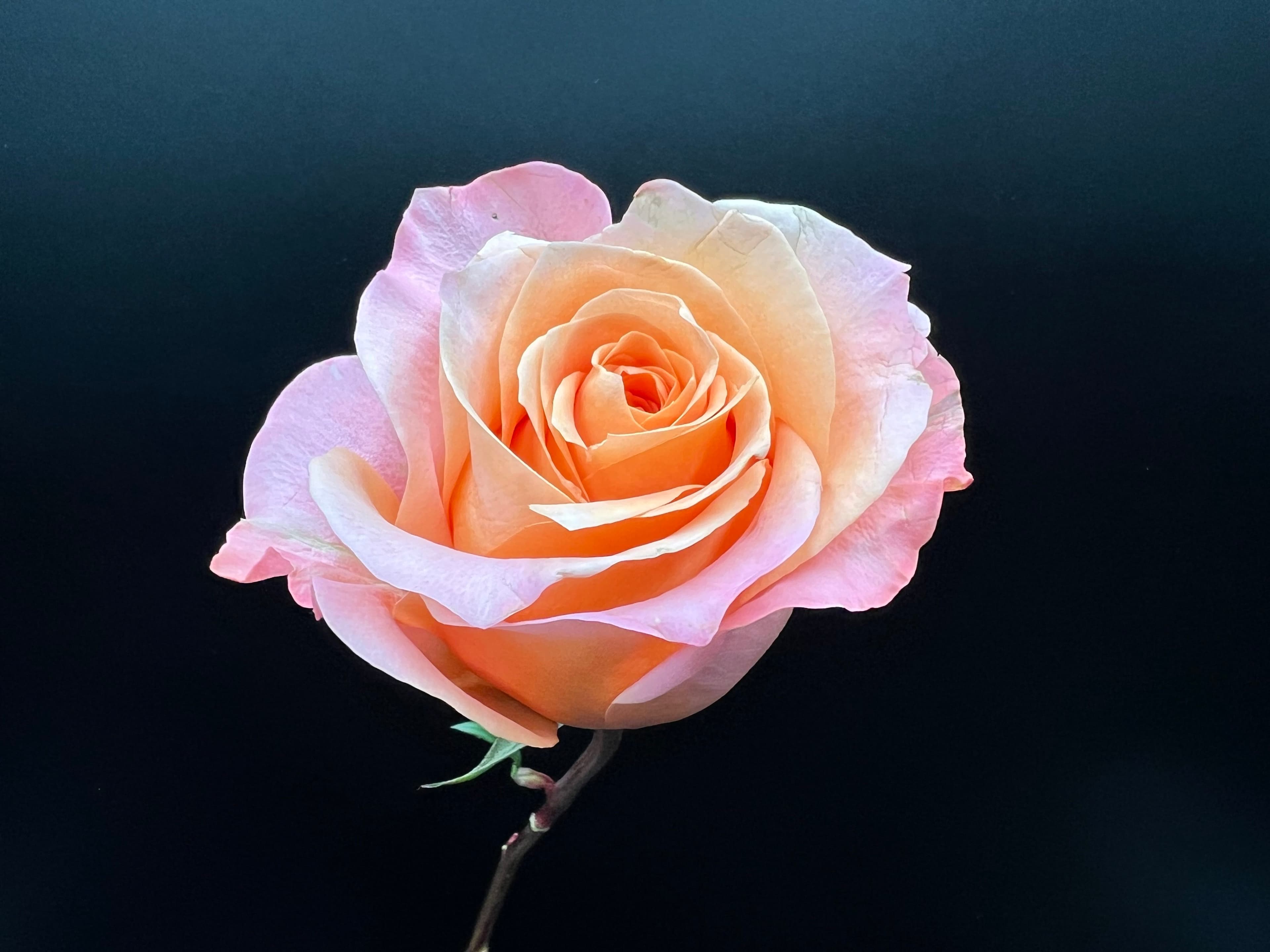 Roses 100st/bx Coral Reef 50cm