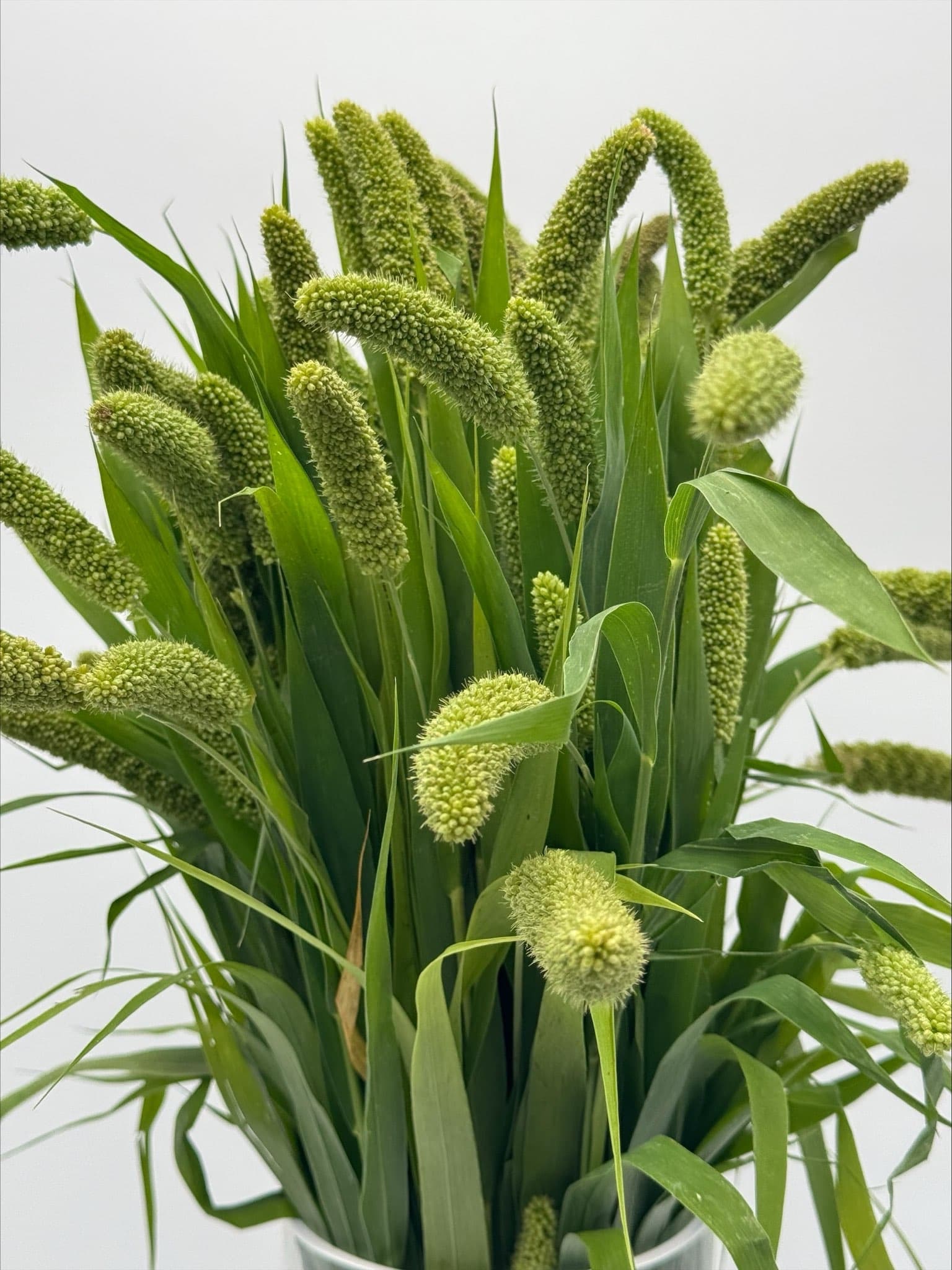 Millet Green 10BU/BX 60-70cm