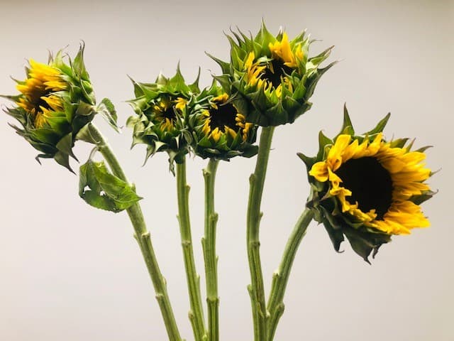 Sunflowers Yellow SELECT 5STM 12BU/BX 60-70cm