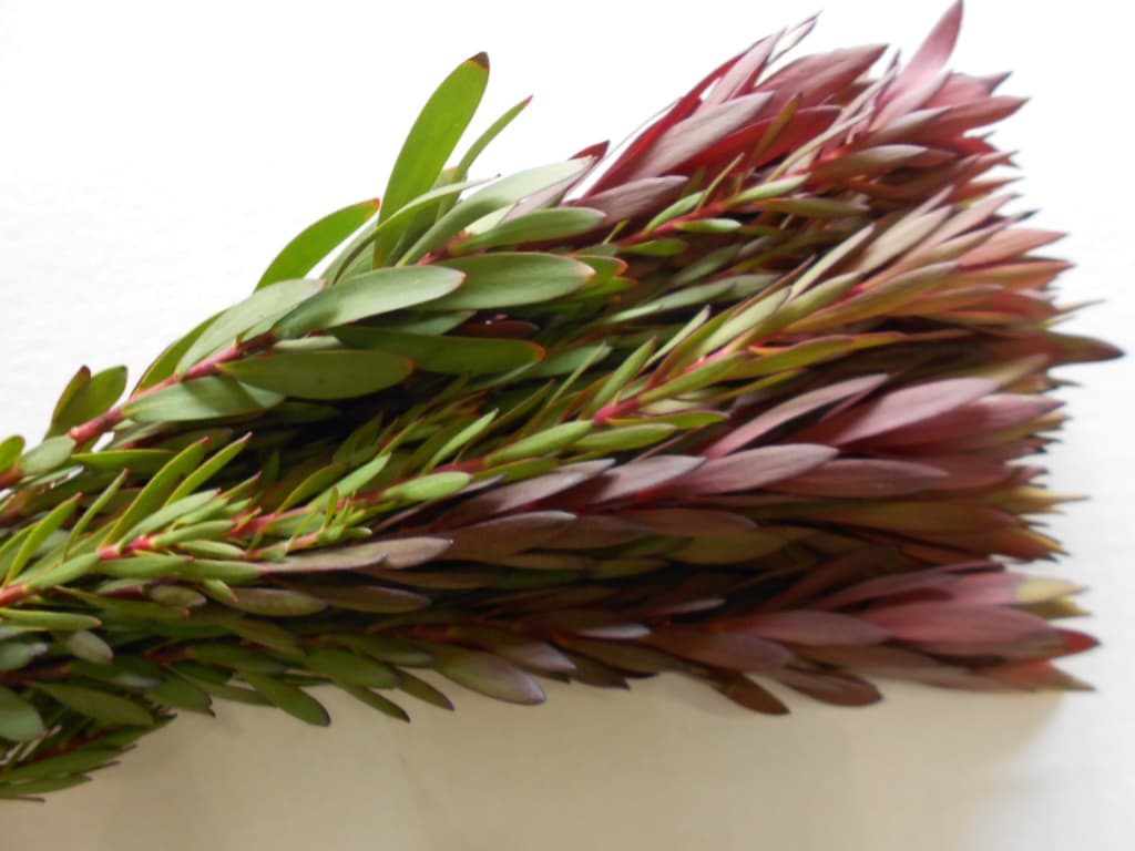Safari Sunset Leucadendron 10 Pack Burgundy / Green