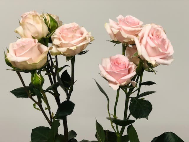 Spray Roses 120st/bx Starblush 50cm