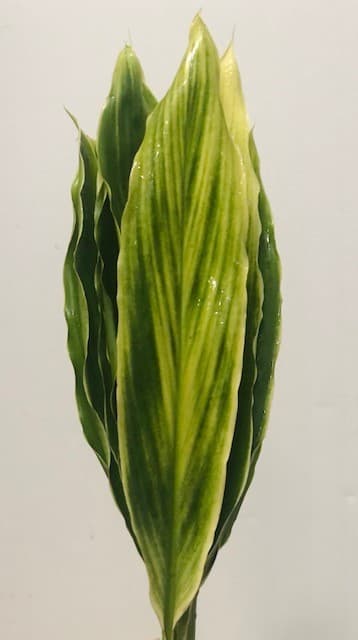 Ti Leaves 10bu/bx Var 60cm