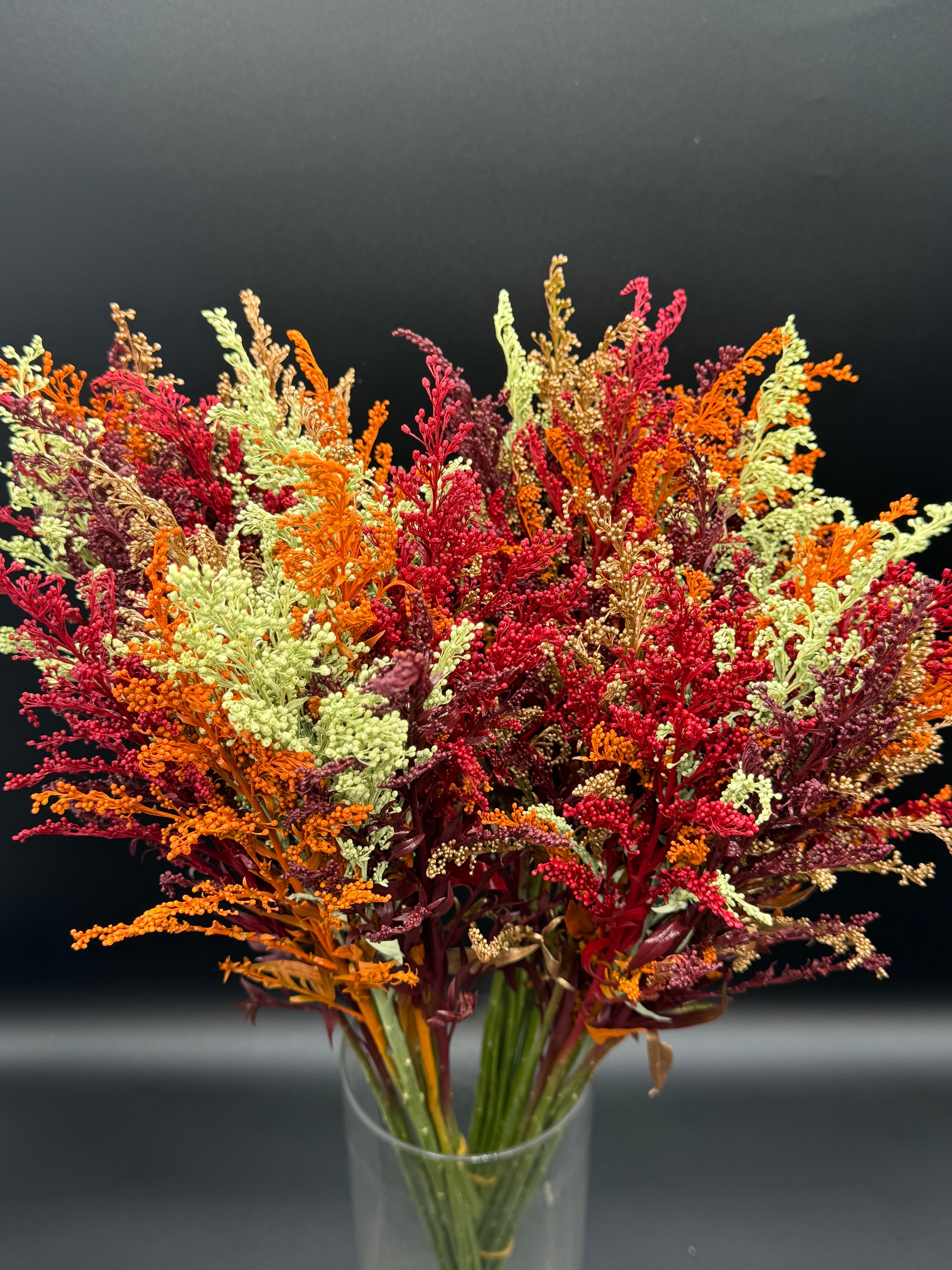 Solidago 20bu/bx Tinted Fall Mix