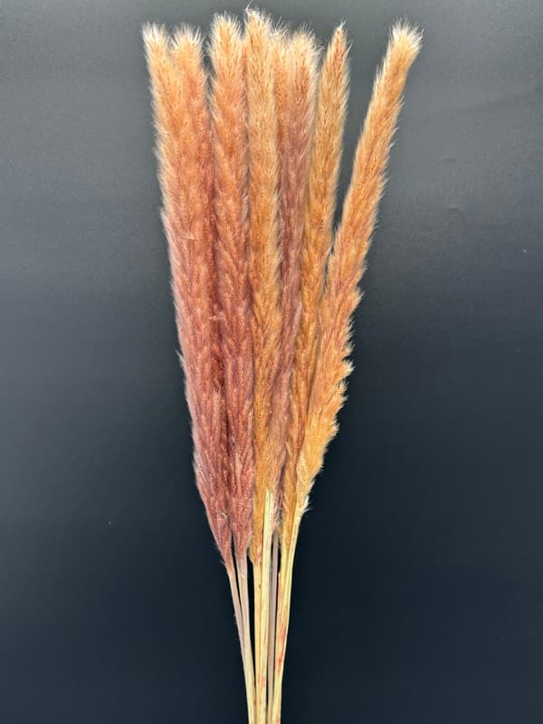 DRIED Natural FLUFFY REED -30BU/BX