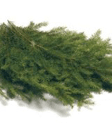 Douglas Fir GREEN 20-2 LBS