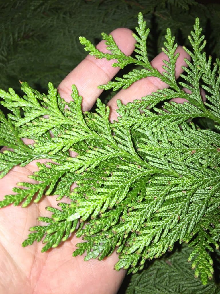 Western Red Cedar 20bu- 2 Lbs Green