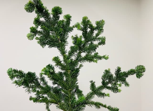 Silver Fir Boughs 25 Lbs