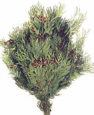 CONE CEDAR 25 LBS