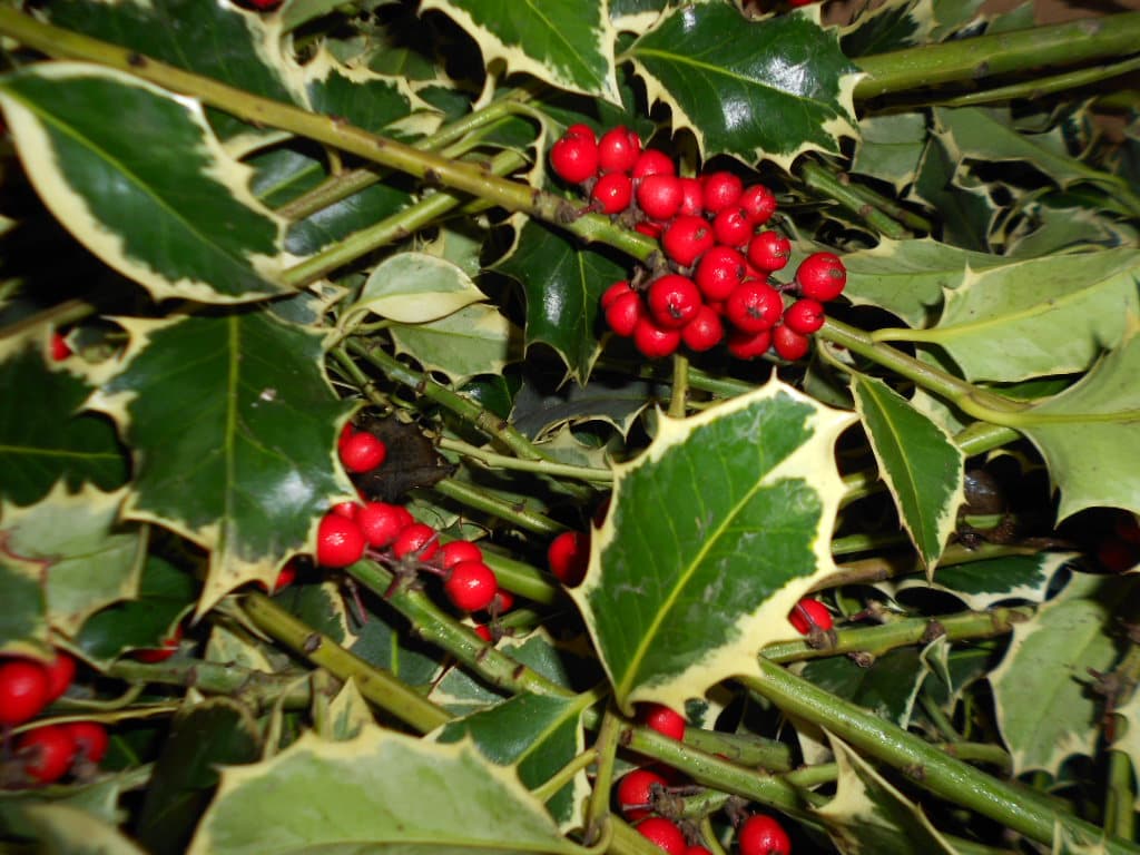 Christmas Holly 10 Lbs Volumetric Weight Variegated