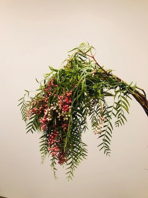 Hanging Pepperberry 10BU./BX.
