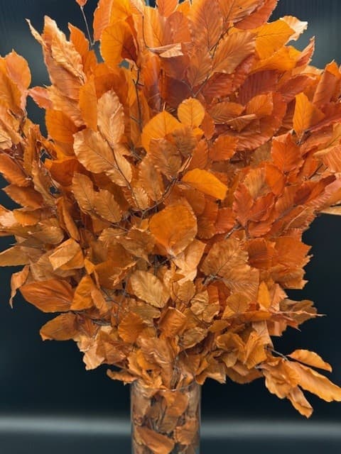 Copper Beech 30bu/bx Orange