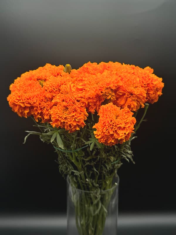 Marigold 10bu/bx Orange