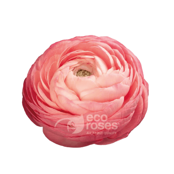 Ranunculus Elegance Salmone Peach / Coral 30 Cm