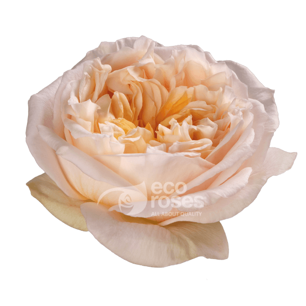 Roses Tie Dye Light Peach 50 Cm