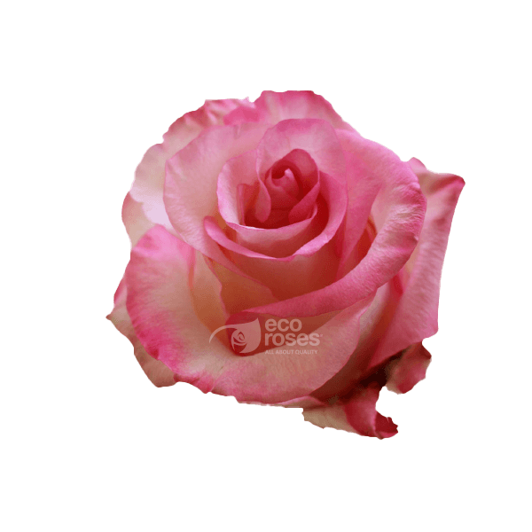 Roses Boulevard Bicolor W/r 50 Cm