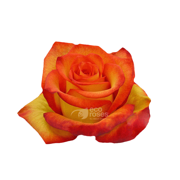 Roses High & Magic Bicolor Y/r 50 Cm