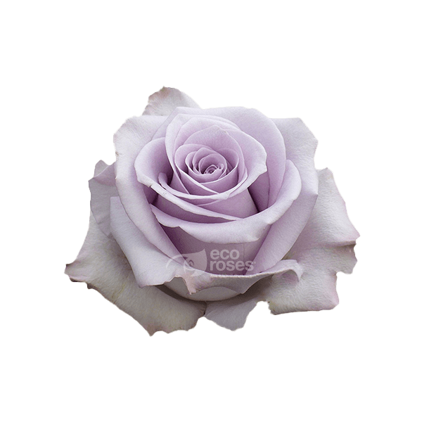 Roses Ocean Song Lavander 50 Cm
