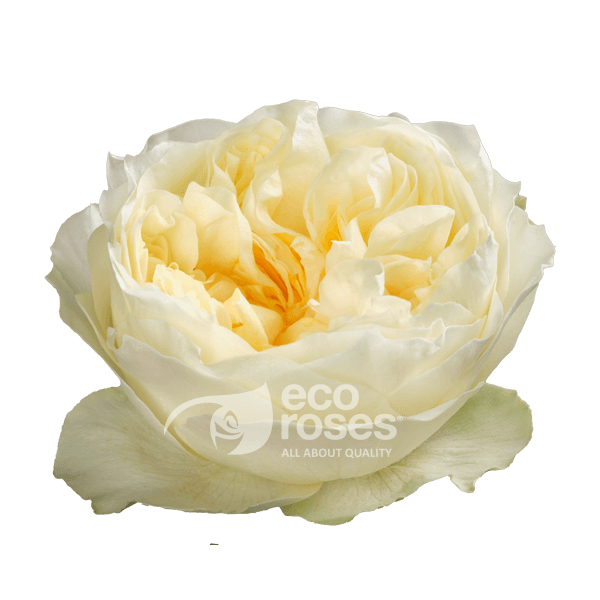 Roses Antonia Garden White/cream 50 Cm