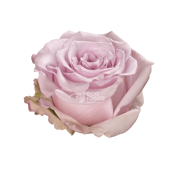 Roses Arya Lavander 60 Cm