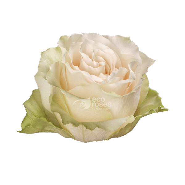 Roses Champagner Sandy Cream 70 Cm