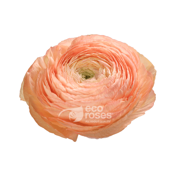 Ranunculus Cloni Success Honey Peach / Orange 50 Cm