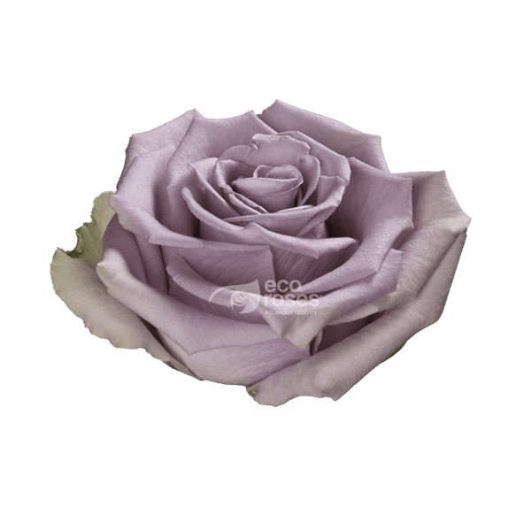 Roses Shocking Blue Lavander 70 Cm