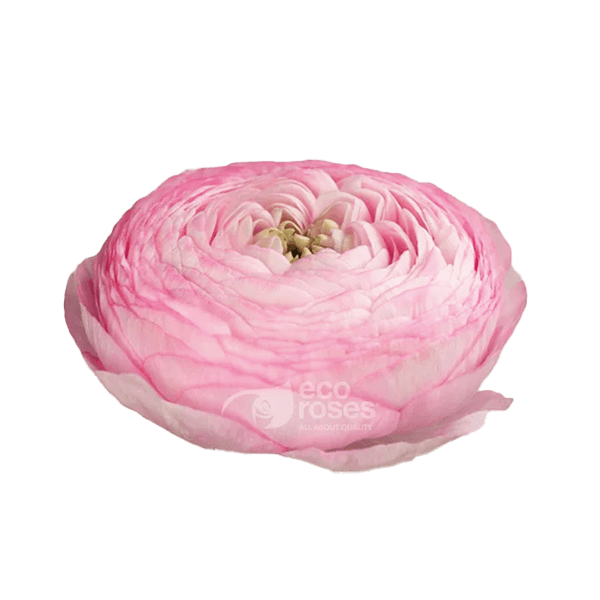 Ranunculus Elegance Rosa Pink 35 Cm