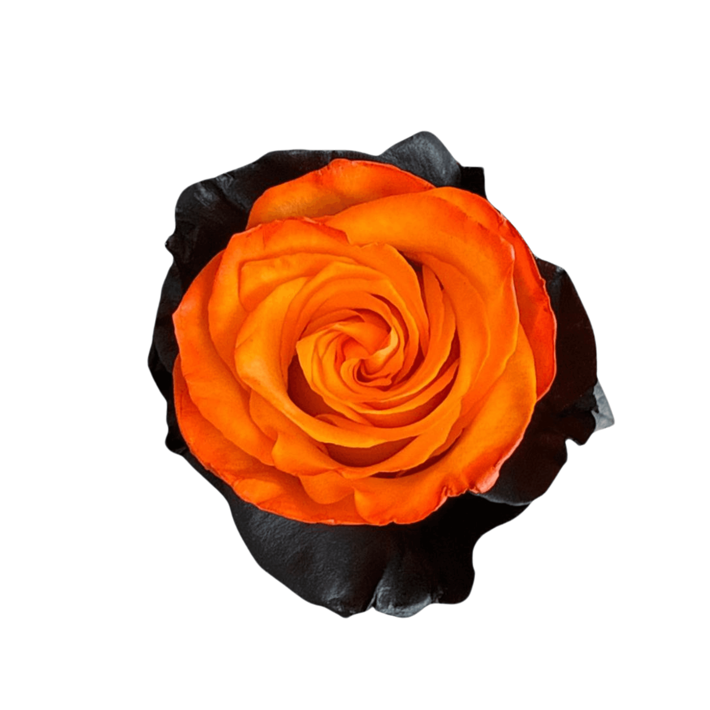 Roses Pumpkin Glow Halloween 60 Cm