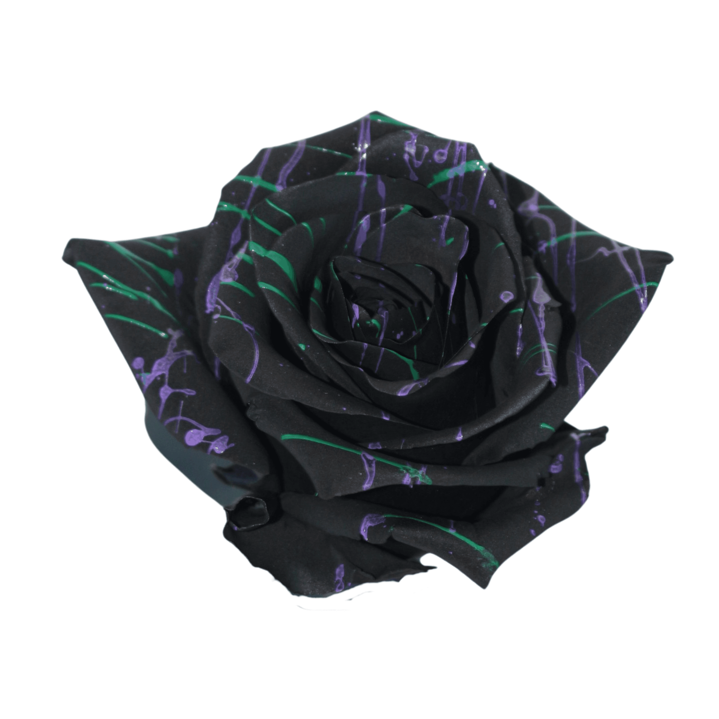 Roses Wicked Halloween Tinted 60 Cm