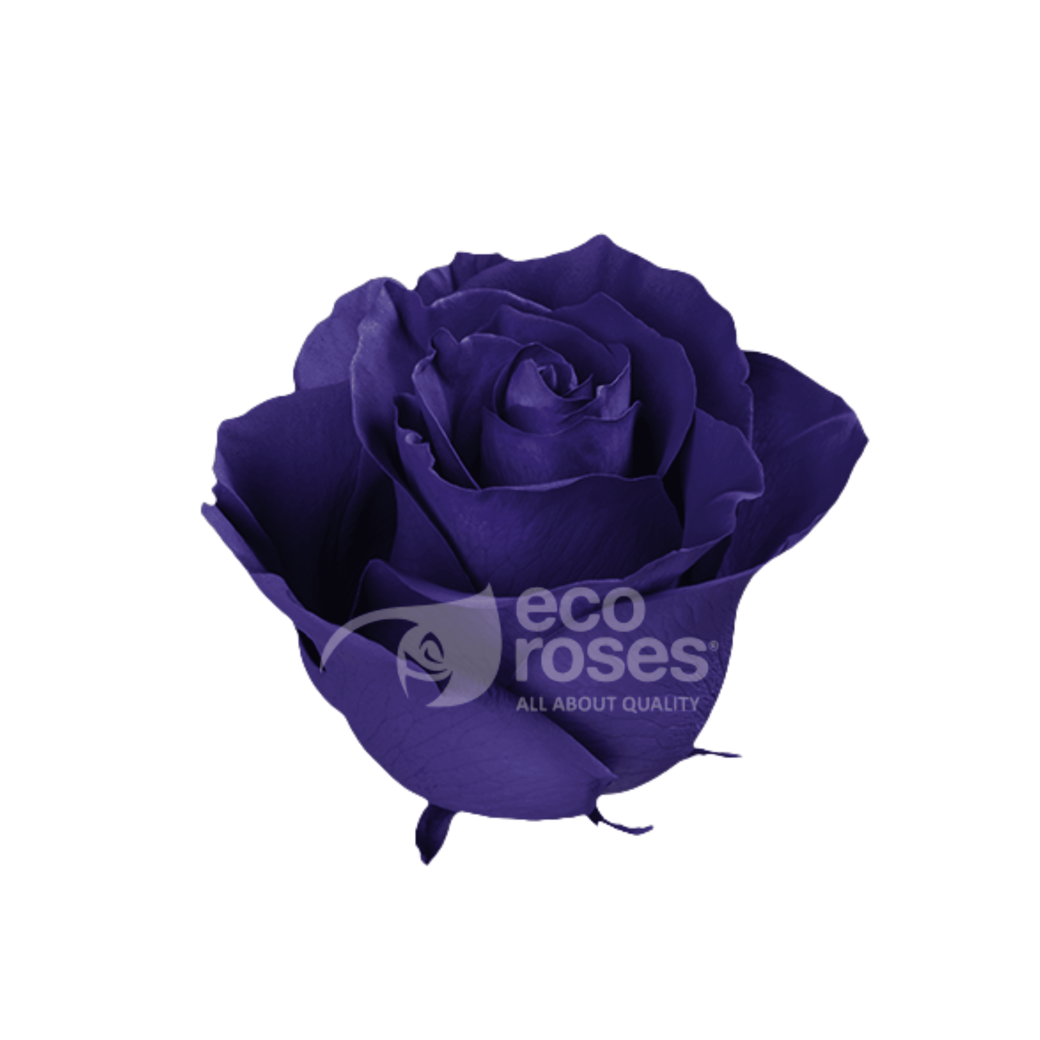 Roses Purple Halloween 60 Cm