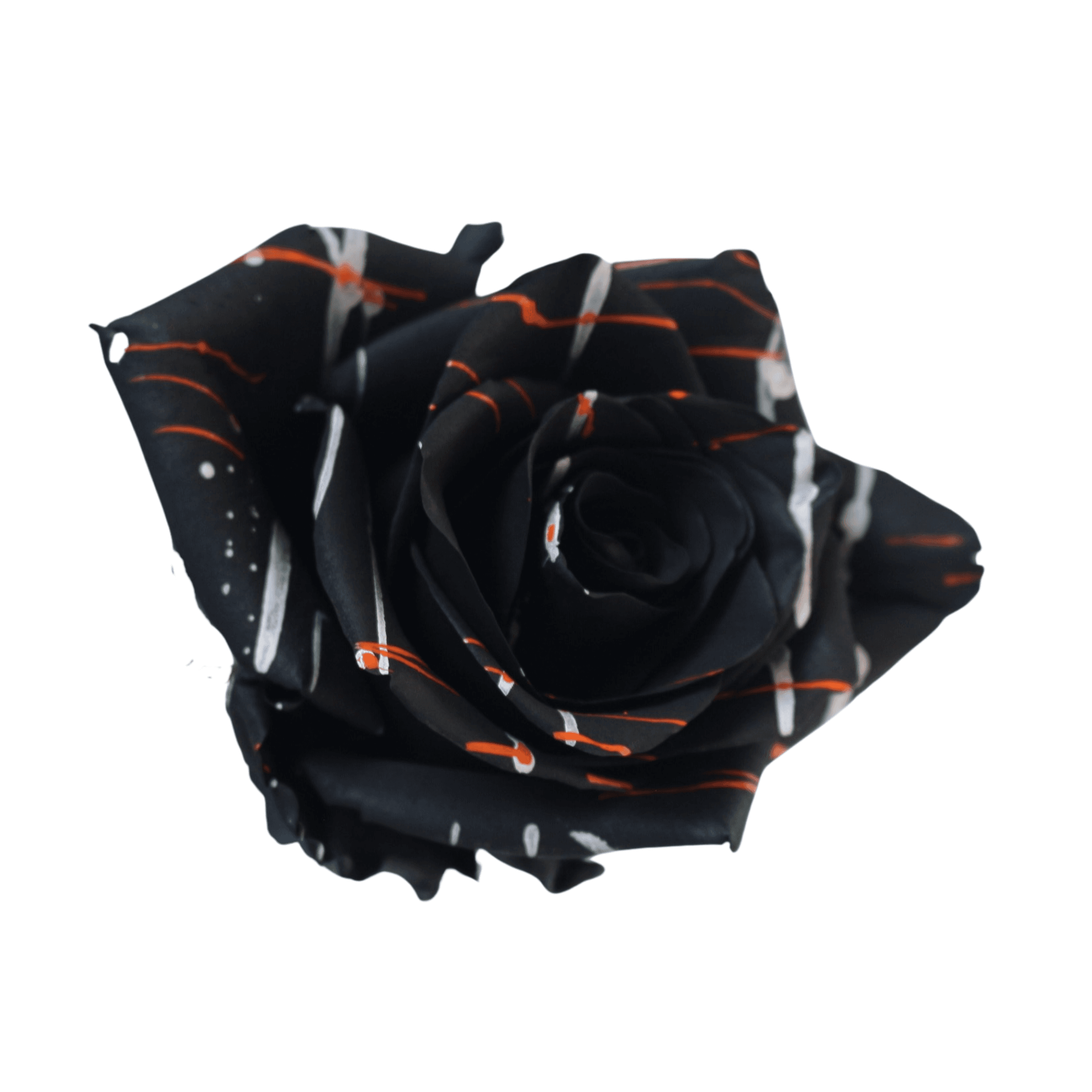 Roses Midnight Halloween 60 Cm