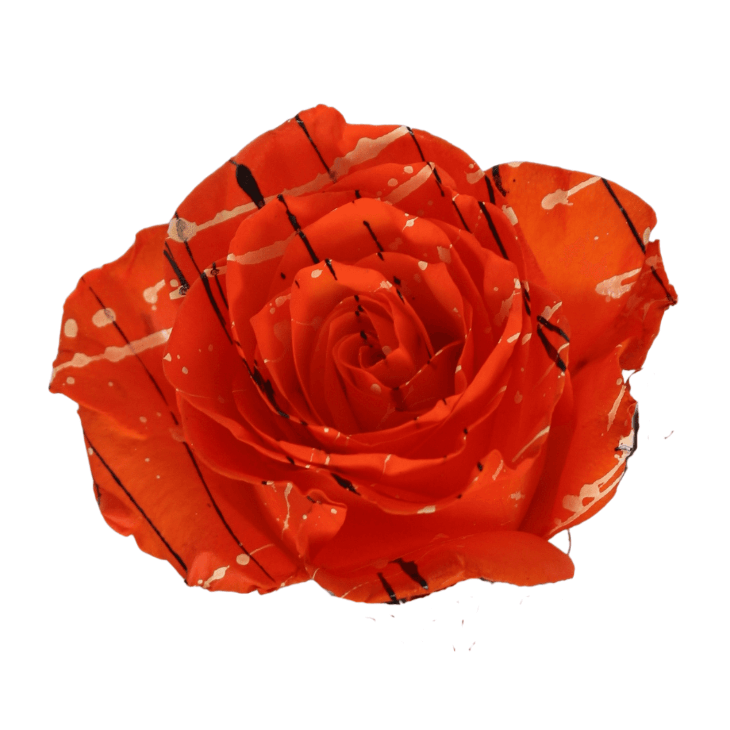 Roses Trick-or-treat Halloween 60 Cm