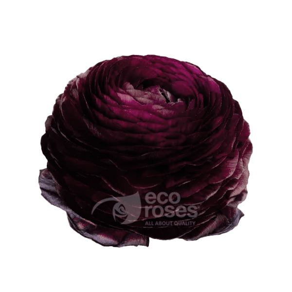 Ranunculus Elegance Viola Burgundy 55 Cm