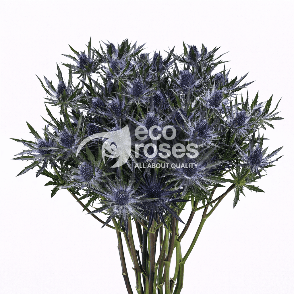 Eryngium Magical Blue Lagoon Blue 60 Cm