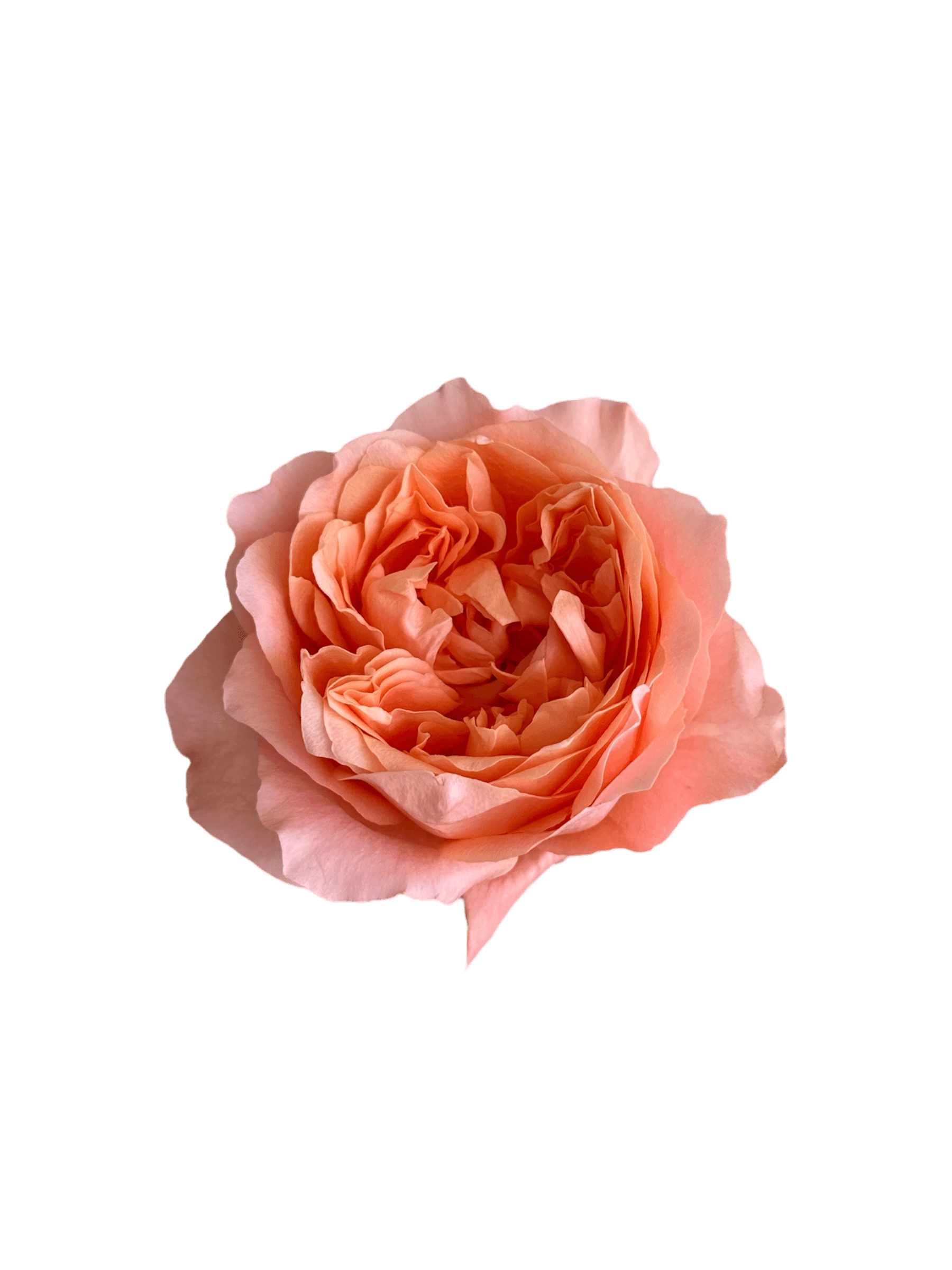 Roses Dragonfly Salmon 70 Cm