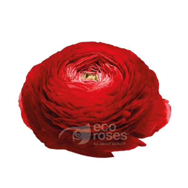 RED RANUNCULUS ELEGANCE ROSSO 35/40 CM