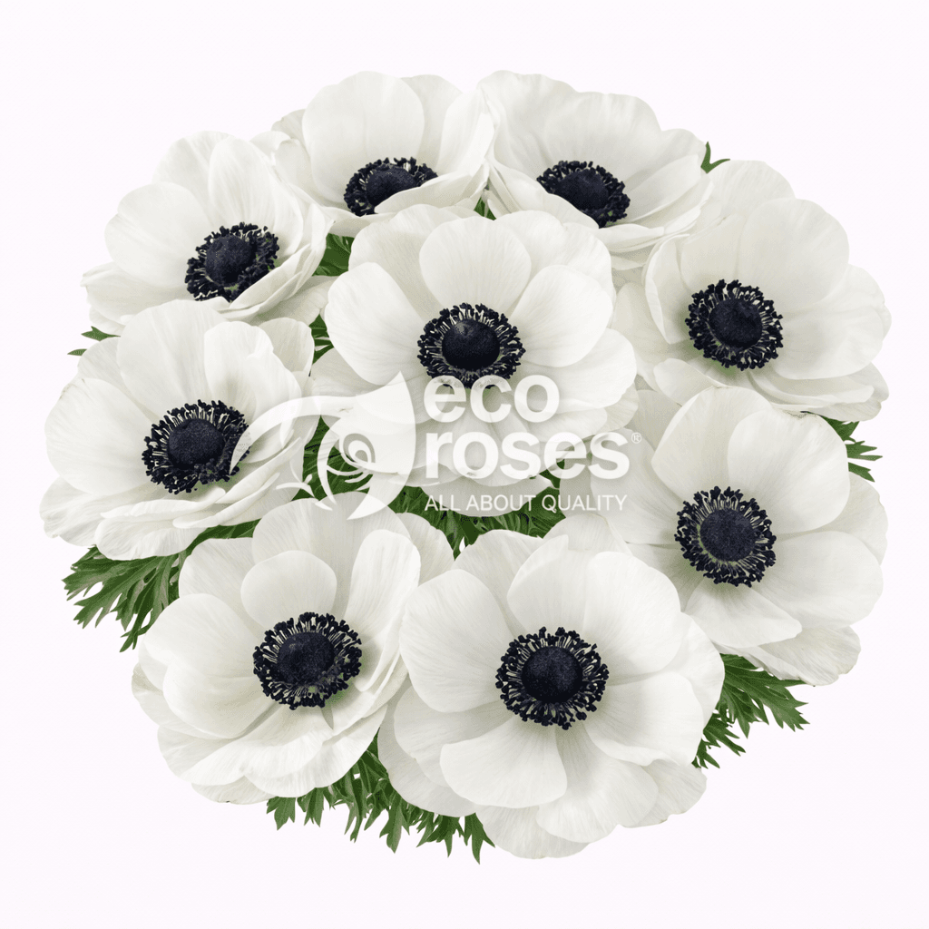 Anemone Carmel White White 35/40 Cm
