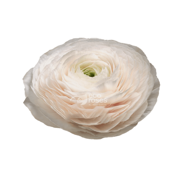Ranunculus Cloni Success Hanoi Blush 50 Cm