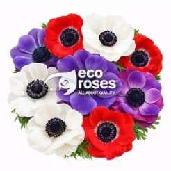 Anemone Mistral / Carmel Assorted Colors 30-40 Cm