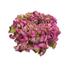 GREEN/PINK RANUNCULUS CLONI SUCCESS PONPON MALVA 35-45 CM