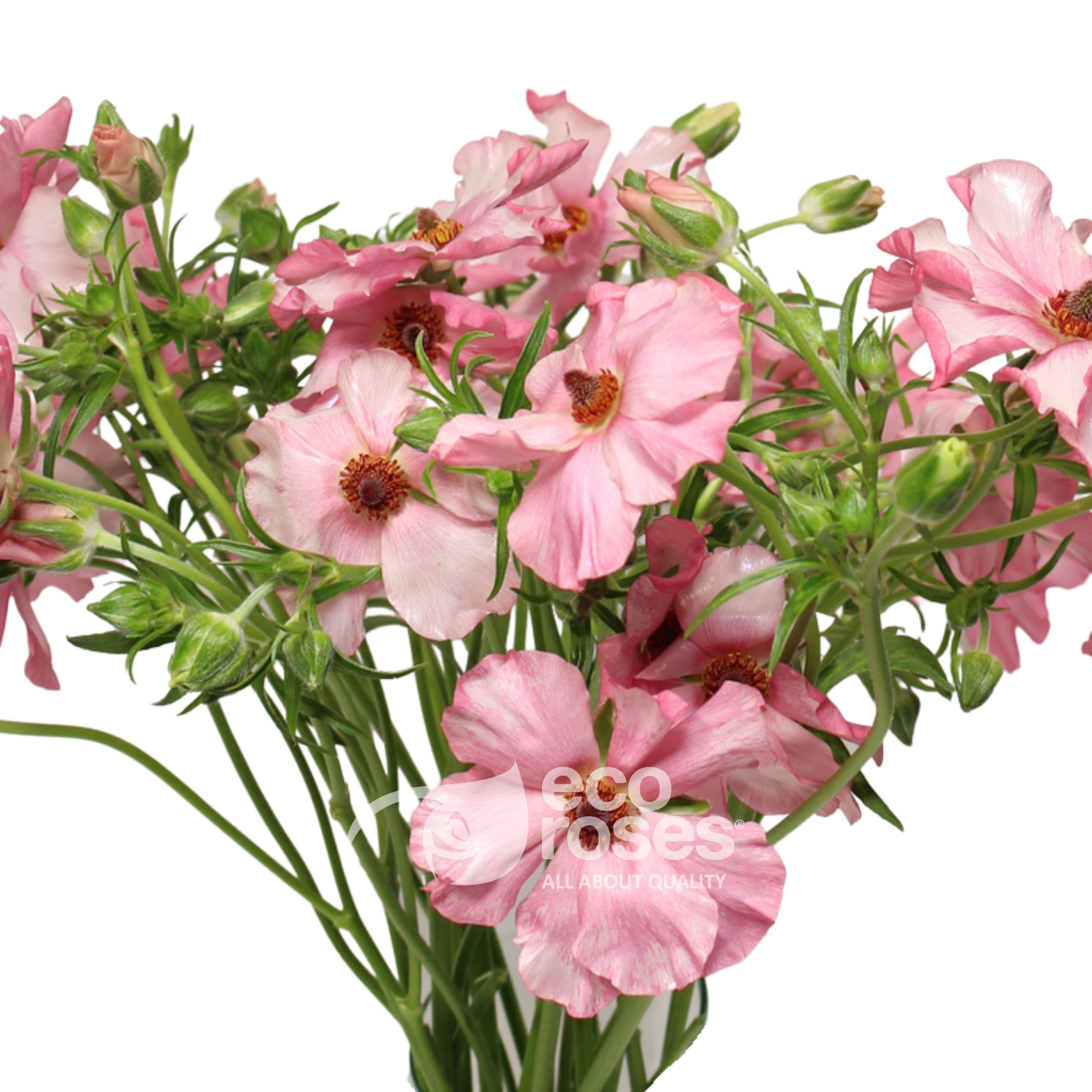 Butterfly Ranunculus Isis Pink 60 Cm