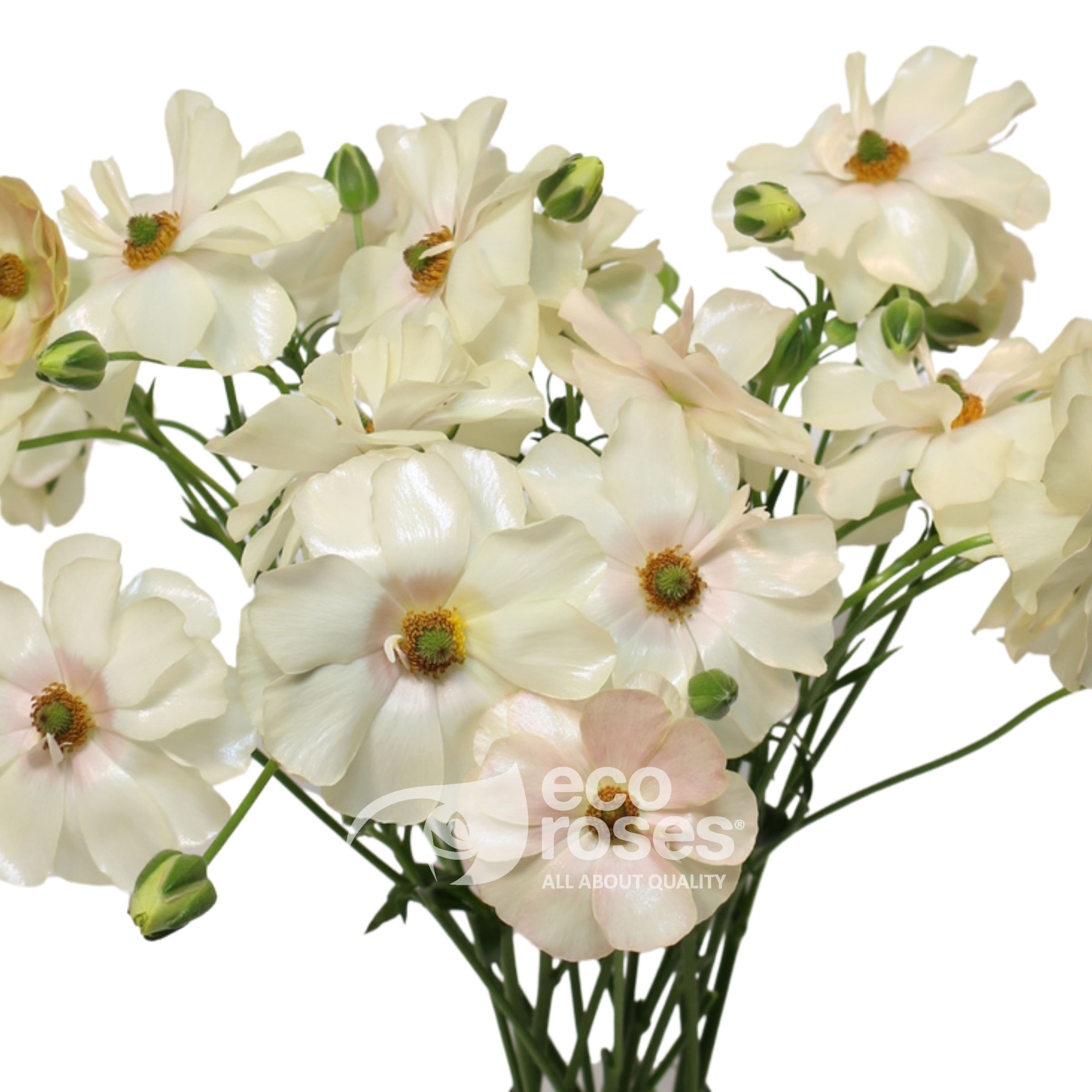Butterfly Ranunculus Keramos Cream 50-60 Cm