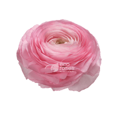 Ranunculus Cloni Success Blush Pink 50-60 Cm