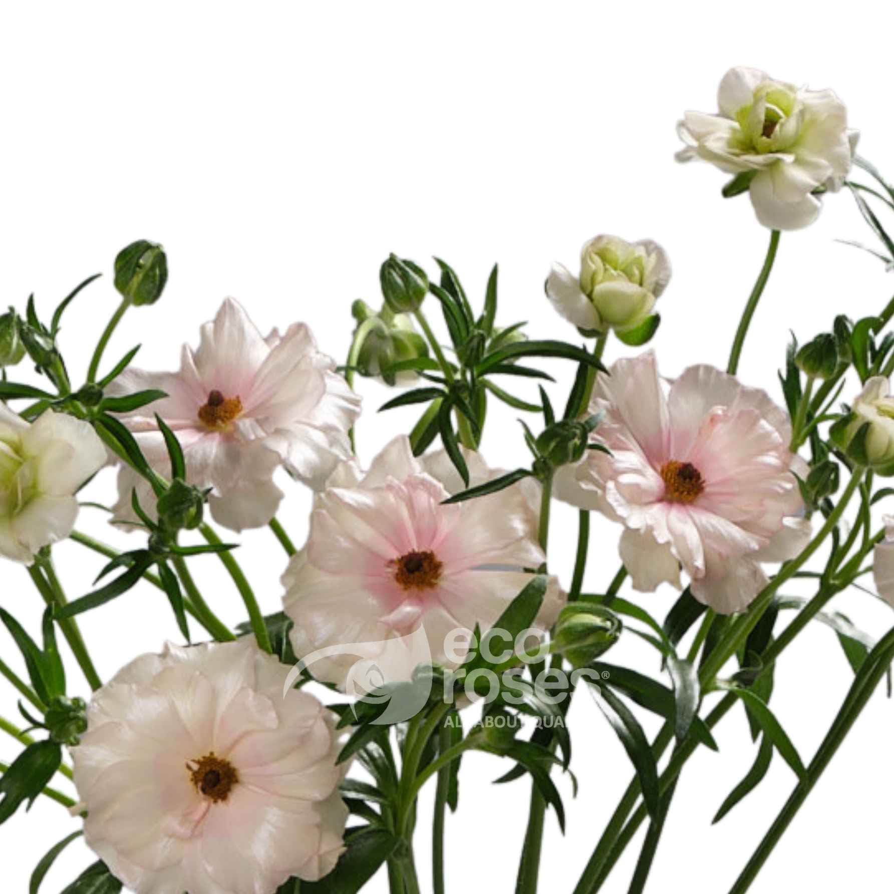 Butterfly Ranunculus Ariadne Light Pink 50/55 Cm