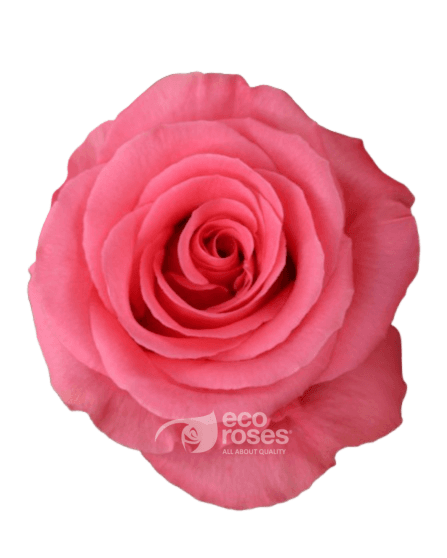 Roses Carezza Coral / Pink 50 Cm