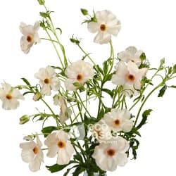 Butterfly Ranunculus Melissa Light Pink 45-60 Cm