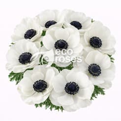 Anemone Carmel White White 40 Cm