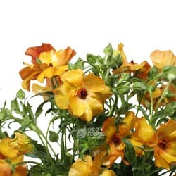 Butterfly Ranunculus Minoan Orange 45-55 Cm