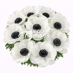 Anemone Carmel White White 45 Cm